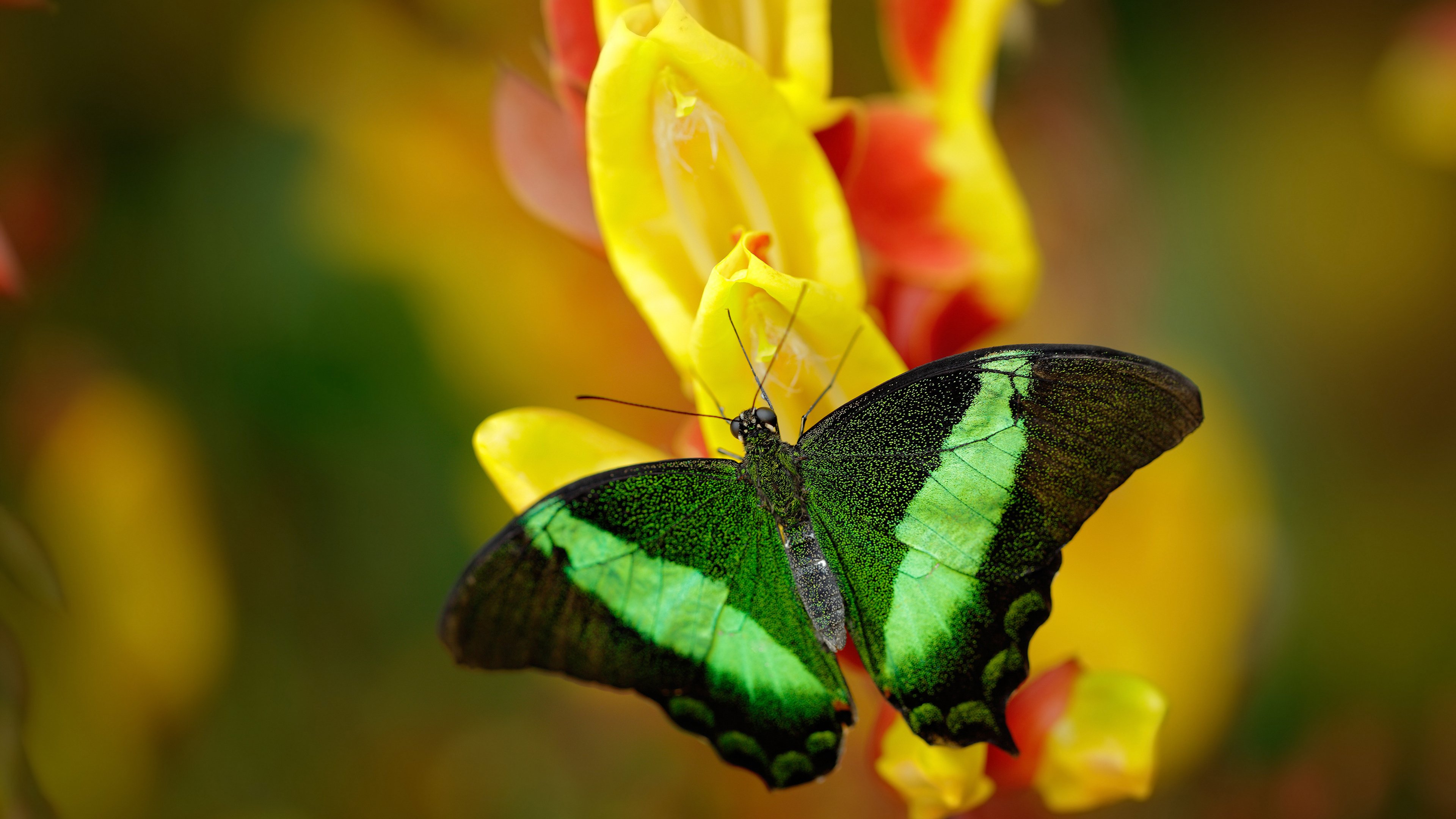 完美自由人与传统巨锤，现代足球的战术辩证法