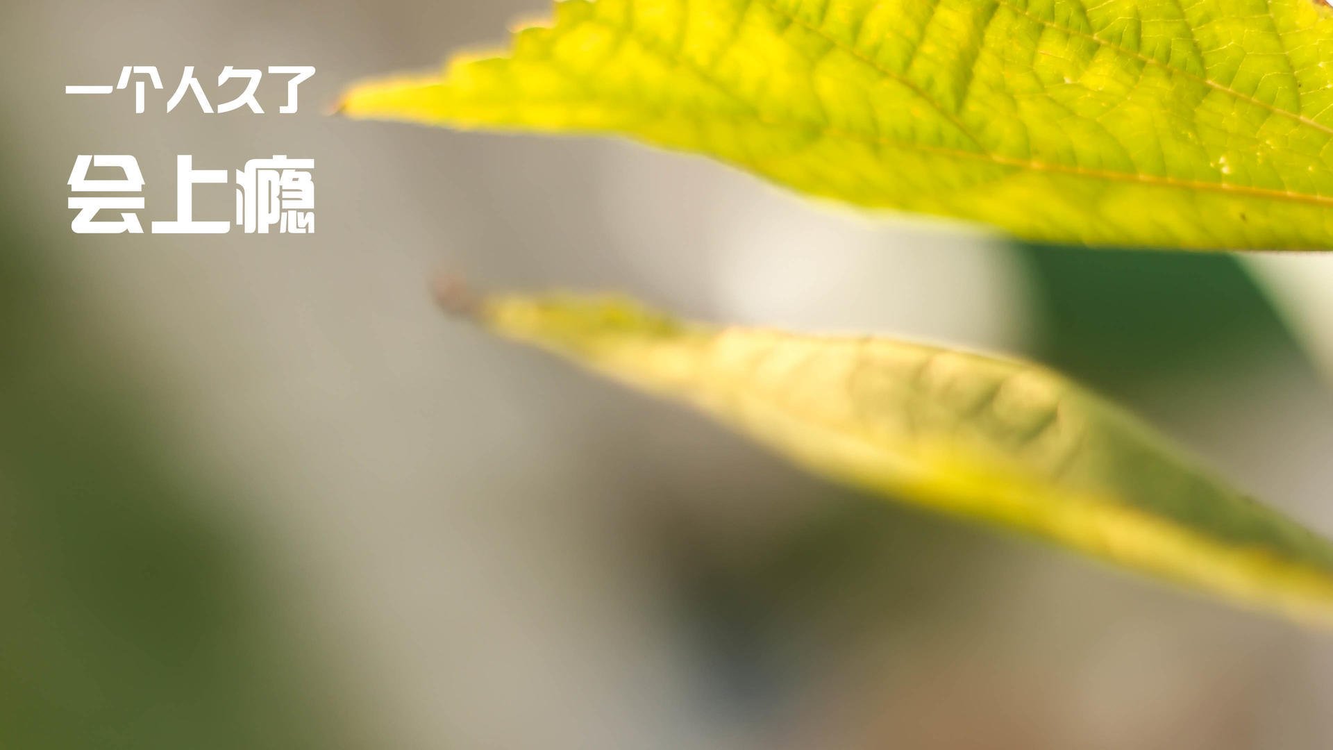 俱乐部思维与国家队的碰撞，当勒沃库森体系遇上哥伦比亚舞步