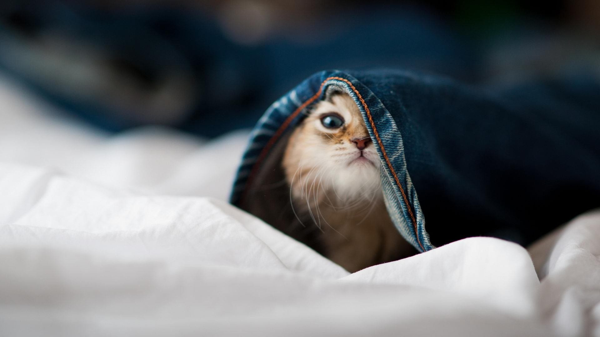 开云sport-篮网团队制霸，伦纳德关键时刻独舞