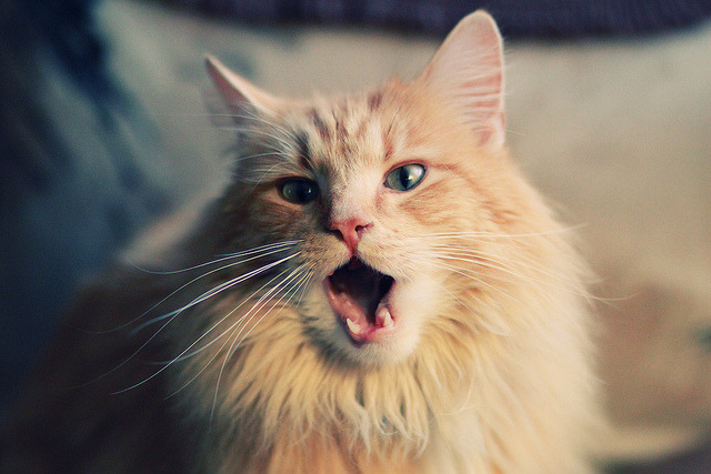 双线狂飙，利物浦铁骑踏碎紫百合，富安健洋致命连击改写争冠天平