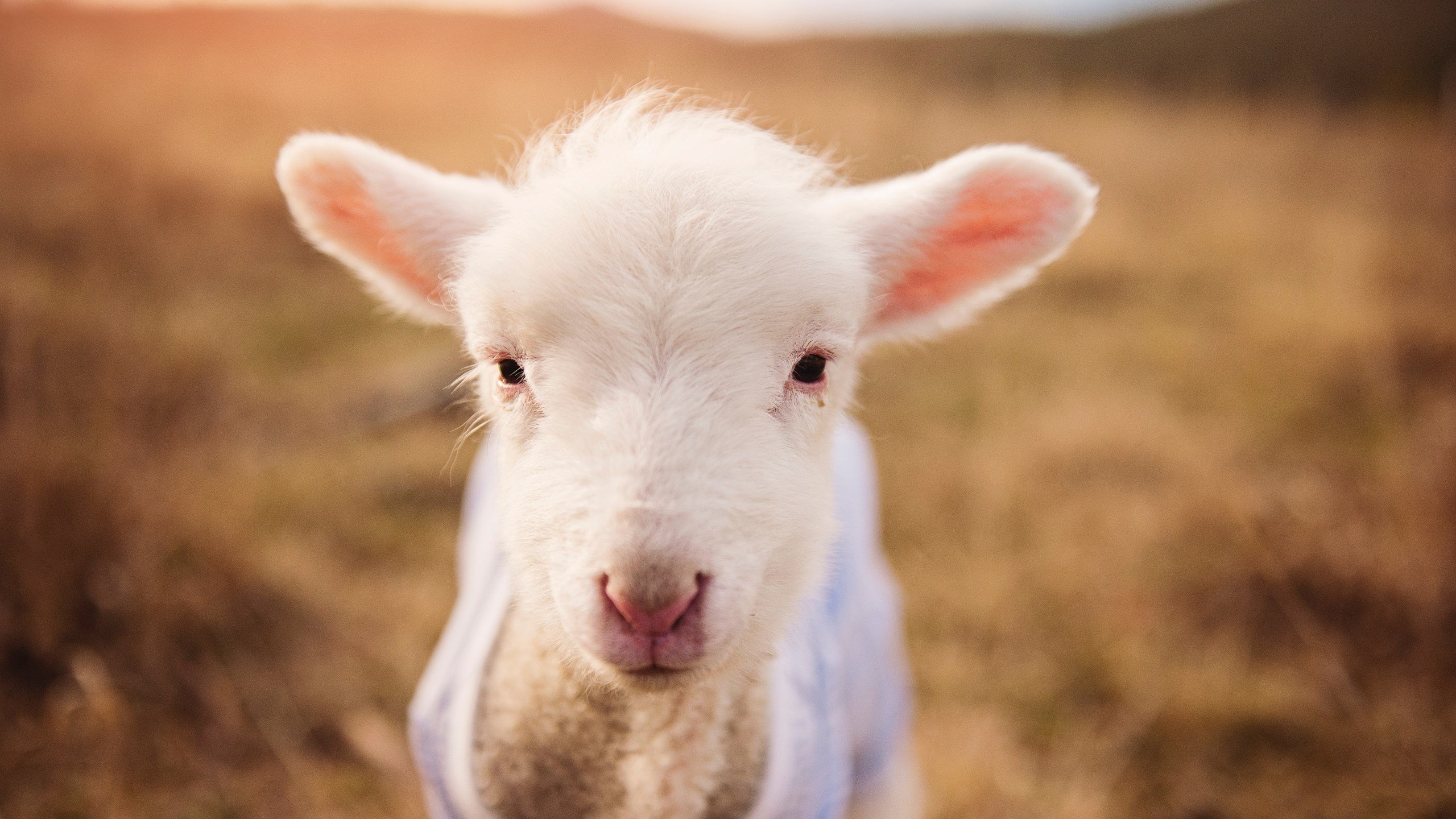 开云体育-中断寂静，拉文于抢七之夜的那段撕裂沉寂的独舞
