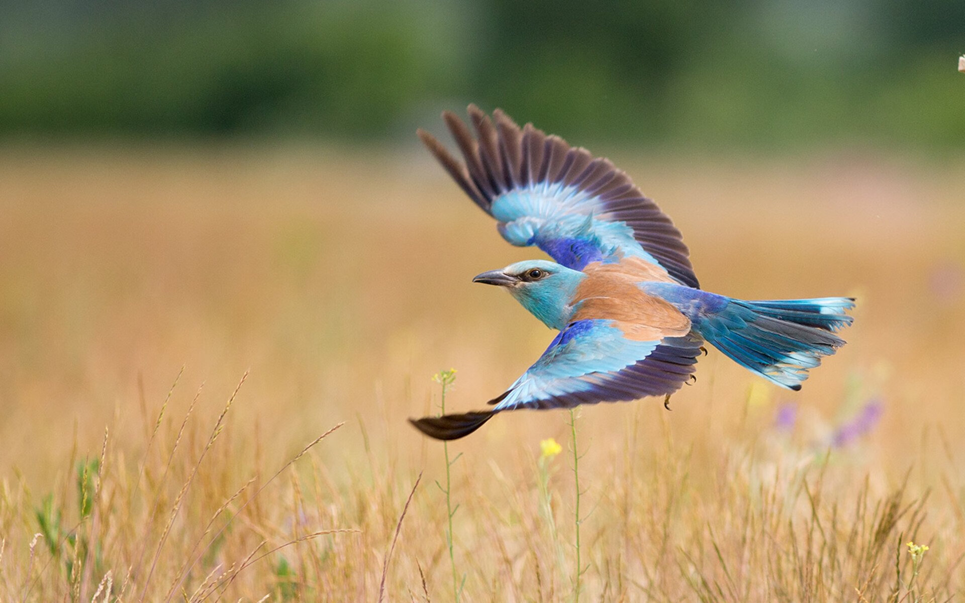 开云体育2026-跨过风雪与山巅，西亚卡姆利刃出鞘，掘金跨越明尼苏达最后的风雪