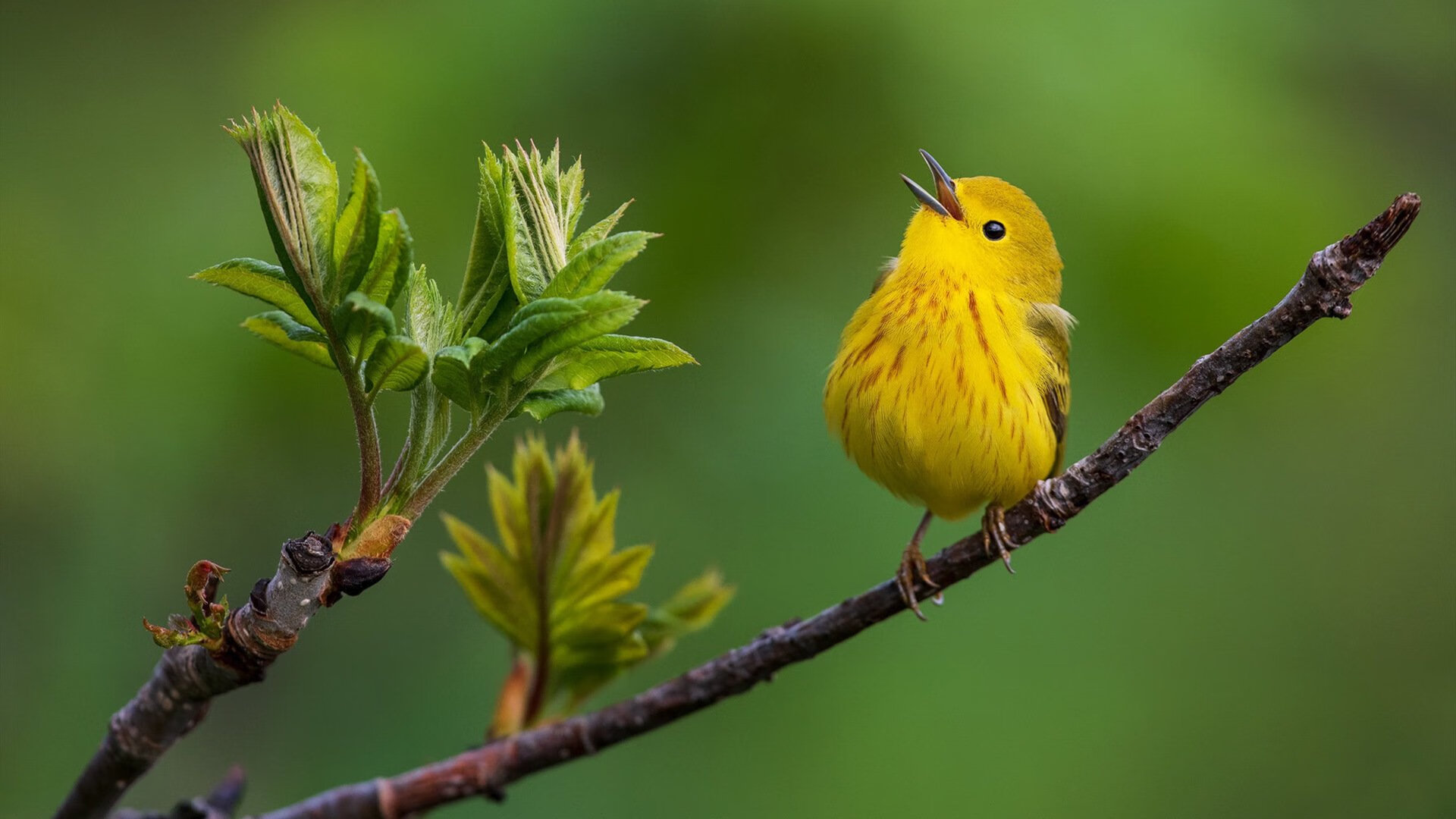 开云体育登录-西甲国家德比之夜与西亚卡姆的加冕，平行宇宙的竞技场