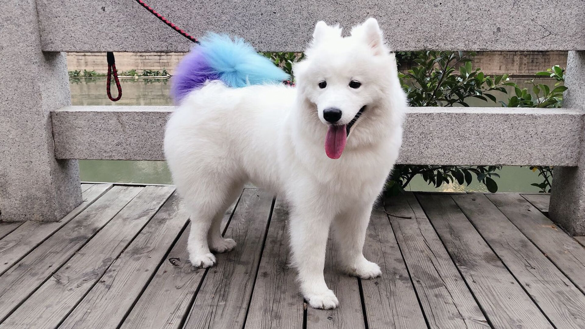 逆袭的指挥家,当哈利伯顿用21次助攻撕碎雄鹿防线