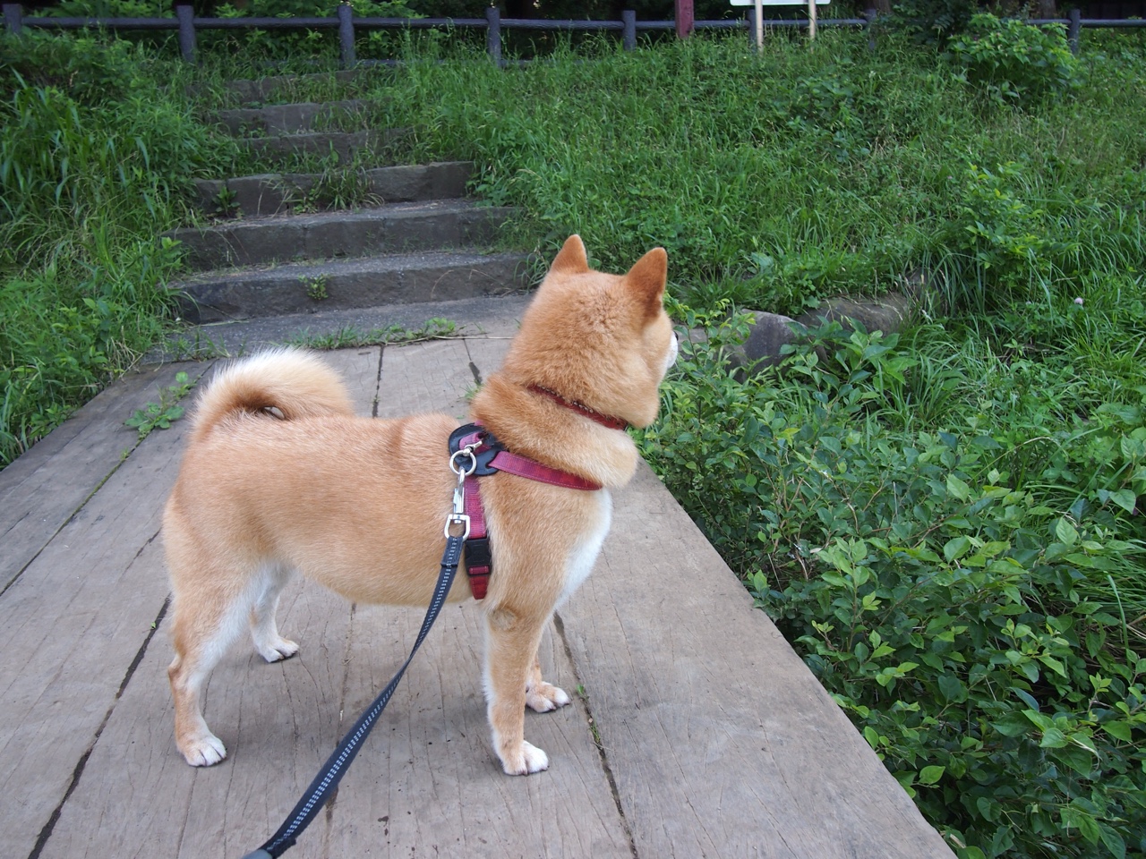 幽灵进球，伊布那粒让皇马vs玻利维亚永远失去悬念的球