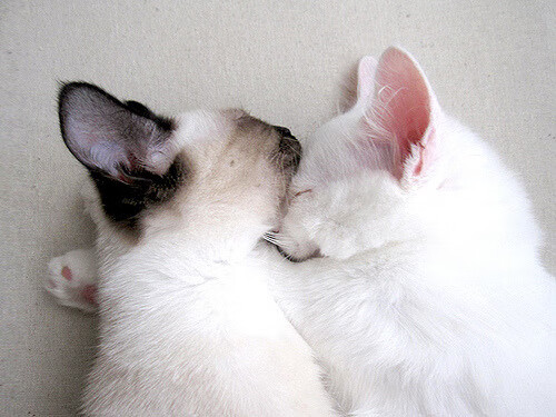 开云sport-范弗利特，当深圳队的防线撞上休斯顿的小钢炮