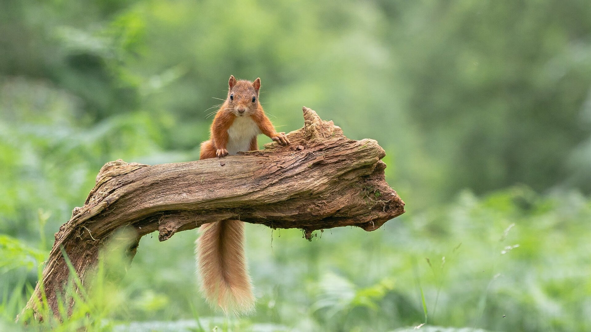 开云体育平台APP-沙漠军团火力全开，西决式生死战中埃及全面压制洪都拉斯