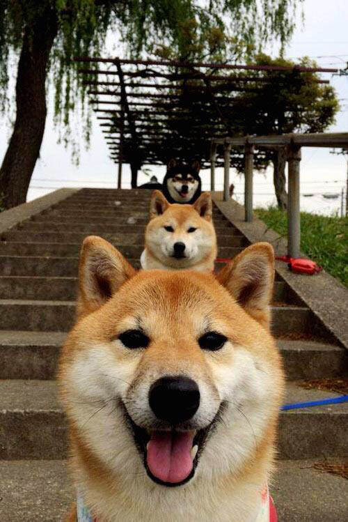 开云体育在线-巴雷拉爆发！紫百合风暴碾压澳大利亚灵魂