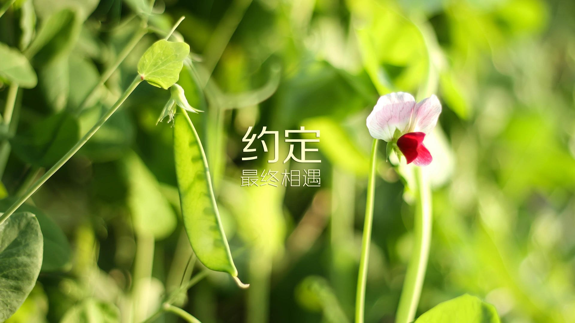 海市蜃楼的独舞,当安第斯雄鹰碾碎日耳曼战车,莫德里奇在2026的时空裂缝里完成致命一击