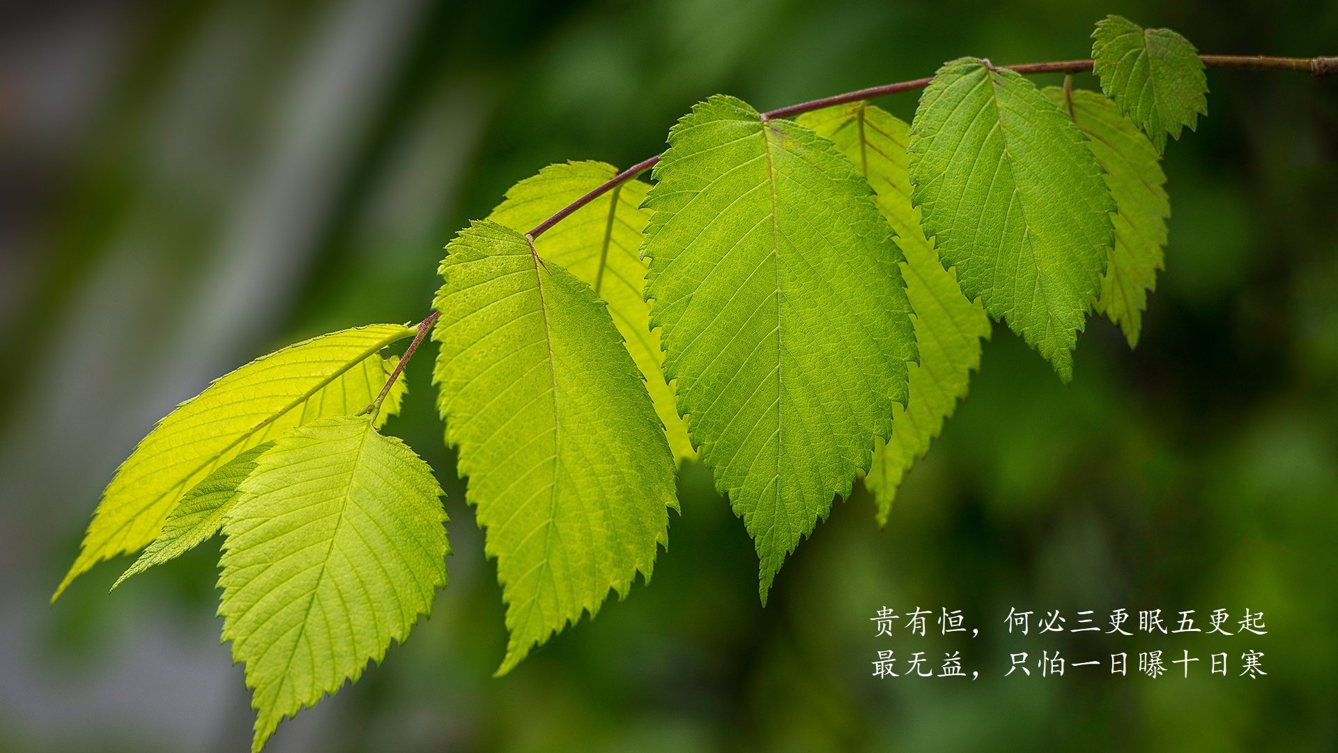 首先，为你构思并扩展一个富有画面感和命运感的标题